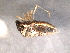  ( - BIOUG04771-D11)  @13 [ ] CreativeCommons - Attribution (2013) Muhammad Ashfaq Centre for Biodiversity Genomics