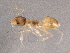 (Tapinoma indet - BIOUG04897-F08)  @14 [ ] CreativeCommons - Attribution (2013) Muhammad Ashfaq Centre for Biodiversity Genomics