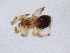  (Enoplognatha sp. 2GAB_PAK - BIOUG15300-C03)  @11 [ ] CreativeCommons - Attribution (2015) Muhammad Ashfaq Centre for Biodiversity Genomics