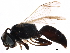  ( - BIOUG05253-G10)  @12 [ ] CreativeCommons - Attribution (2016) CBG Photography Group Centre for Biodiversity Genomics