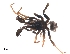  (Calommata - BIOUG15299-A11)  @11 [ ] CreativeCommons - Attribution (2016) G. Blagoev Centre for Biodiversity Genomics