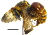  (Steganomus - BIOUG15393-H01)  @15 [ ] CreativeCommons - Attribution (2015) CBG Photography Group Centre for Biodiversity Genomics