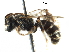  (Lipotriches minutula - BIOUG15393-B10)  @14 [ ] CreativeCommons - Attribution (2017) CBG Photography Group Centre for Biodiversity Genomics
