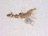  (Diarthrothrips - BIOUG15345-G01)  @13 [ ] CreativeCommons - Attribution (2015) Muhammad Ashfaq Centre for Biodiversity Genomics