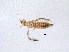  (Lefroyothrips lefroyi - BIOUG15337-F04)  @12 [ ] CreativeCommons - Attribution (2015) Muhammad Ashfaq Centre for Biodiversity Genomics