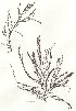  (Hypnea - NCweed-1302)  @11 [ ] Copyright (2013) D Wilson Freshwater University of North Carolina Wilmington