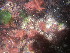  ( - NCweed-1308)  @11 [ ] Copyright (2013) D Wilson Freshwater University of North Carolina Wilmington