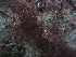  ( - NCweed-153)  @11 [ ] Copyright (2009) D Wilson Freshwater University of North Carolina Wilmington