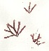  (Rhodymenia pseudopalmata - NCweed1222)  @11 [ ] Copyright (2013) D W Freshwater University of North Carolina, Wilmington