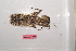  ( - MANGAB15-010)  @11 [ ] Copyright (2015) Nicolas Moulin Research Collection of Nicolas Moulin