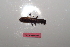  ( - MANGAB15-020)  @11 [ ] Copyright (2015) Nicolas Moulin Research Collection of Nicolas Moulin