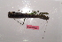  ( - MANGAB15-021)  @11 [ ] Copyright (2015) Nicolas Moulin Research Collection of Nicolas Moulin