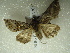 ( - NIBGE MOT-01479)  @12 [ ] CreativeCommons - Attribution Non-Commercial Share-Alike (2012) Muhammad Ashfaq National Institute for Biotechnology and Genetic Engineering Faisalabad Pakistan