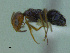  (Forelius sp. CIP01 - MACN-Bar-Ins-ct 2974)  @12 [ ] Unspecified (default): All Rights Reserved  Unspecified Unspecified