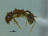  (Pheidole sp. CIP03 - MACN-Bar-Ins-ct 2992)  @13 [ ] Unspecified (default): All Rights Reserved  Unspecified Unspecified