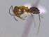  (Dorymyrmex sp. CIP01 - MACN-Bar-Ins-ct 3002)  @13 [ ] Unspecified (default): All Rights Reserved  Unspecified Unspecified