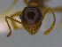  (Pheidole sp. CIP05 - MACN-Bar-Ins-ct 3013)  @12 [ ] Unspecified (default): All Rights Reserved  Unspecified Unspecified