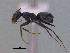  (Forelius sp. CIP02 - MACN-Bar-Ins-ct 3021)  @14 [ ] Unspecified (default): All Rights Reserved  Unspecified Unspecified