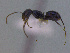  (Forelius sp. CIp02 - MACN-Bar-Ins-ct 3031)  @12 [ ] Unspecified (default): All Rights Reserved  Unspecified Unspecified