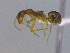  (Dorymyrmex sp. CIP02 - MACN-Bar-Ins-ct 3034)  @13 [ ] Unspecified (default): All Rights Reserved  Unspecified Unspecified