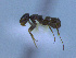  (Dorymyrmex sp. CIP03 - MACN-Bar-Ins-ct 3042)  @13 [ ] Unspecified (default): All Rights Reserved  Unspecified Unspecified