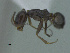  (Dorymyrmex breviscapis - MACN-Bar-Ins-ct 3203)  @11 [ ] Unspecified (default): All Rights Reserved  Unspecified Unspecified