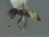  (Dorymyrmex albiventris - MACN-Bar-Ins-ct 3207)  @11 [ ] Unspecified (default): All Rights Reserved  Unspecified Unspecified
