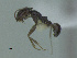  (Dorymyrmex bruchi - MACN-Bar-Ins-ct 3212)  @11 [ ] Unspecified (default): All Rights Reserved  Unspecified Unspecified