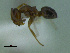  (Dorymyrmex carettei - MACN-Bar-Ins-ct 3220)  @11 [ ] Unspecified (default): All Rights Reserved  Unspecified Unspecified