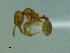  (Pheidole aberrans - MACN-Bar-Ins-ct 3238)  @11 [ ] Unspecified (default): All Rights Reserved  Unspecified Unspecified