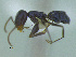  (Forelius chalybaeus - MACN-Bar-Ins-ct 3243)  @11 [ ] Unspecified (default): All Rights Reserved  Unspecified Unspecified