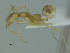 (Dorymyrmex ensifer - MACN-Bar-Ins-ct 3246)  @11 [ ] Unspecified (default): All Rights Reserved  Unspecified Unspecified