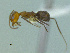  (Dorymyrmex CIP06 - MACN-Bar-Ins-ct 3399)  @11 [ ] Unspecified (default): All Rights Reserved  Unspecified Unspecified
