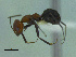  (Dorymyrmex tener - MACN-Bar-Ins-ct 3408)  @11 [ ] Unspecified (default): All Rights Reserved  Unspecified Unspecified