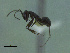  (Dorymyrmex antarcticus - MACN-Bar-Ins-ct 3416)  @11 [ ] Unspecified (default): All Rights Reserved  Unspecified Unspecified