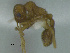  (Kalathomyrmex emeryiM311c - MACN-Bar-Ins-ct 3424)  @11 [ ] Unspecified (default): All Rights Reserved  Unspecified Unspecified