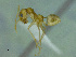  (Dorymyrmex ensiferP339c - MACN-Bar-Ins-ct 3427)  @11 [ ] Unspecified (default): All Rights Reserved  Unspecified Unspecified