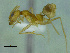  (Dorymyrmex ensiferAc32a - MACN-Bar-Ins-ct 3436)  @11 [ ] Unspecified (default): All Rights Reserved  Unspecified Unspecified