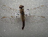  (Brachythemis contaminata - NIBGE ODO-00270)  @12 [ ] CreativeCommons - Attribution Non-Commercial Share-Alike (2011) Muhammad Ashfaq National Institute for Biotechnology and Genetic Engineering Faisalabad Pakistan