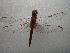  (Crocothemis servilia - NIBGE ODO-00275)  @14 [ ] CreativeCommons - Attribution Non-Commercial Share-Alike (2011) Muhammad Ashfaq National Institute for Biotechnology and Genetic Engineering Faisalabad Pakistan