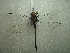  ( - NIBGE ODO-00304)  @13 [ ] CreativeCommons - Attribution Non-Commercial Share-Alike (2012) Muhammad Ashfaq National Institute for Biotechnology and Genetic Engineering Faisalabad Pakistan