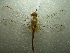  ( - NIBGE ODO-00307)  @13 [ ] CreativeCommons - Attribution Non-Commercial Share-Alike (2012) Muhammad Ashfaq National Institute for Biotechnology and Genetic Engineering Faisalabad Pakistan