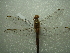  ( - NIBGE ODO-00308)  @13 [ ] CreativeCommons - Attribution Non-Commercial Share-Alike (2012) Muhammad Ashfaq National Institute for Biotechnology and Genetic Engineering Faisalabad Pakistan