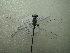  ( - NIBGE ODO-00330)  @12 [ ] CreativeCommons - Attribution Non-Commercial Share-Alike (2012) Muhammad Ashfaq National Institute for Biotechnology and Genetic Engineering Faisalabad Pakistan