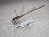  ( - NIBGE ODO-00363)  @12 [ ] CreativeCommons - Attribution Non-Commercial Share-Alike (2012) Muhammad Ashfaq National Institute for Biotechnology and Genetic Engineering Faisalabad Pakistan