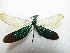 ( - NIBGE ODO-00393)  @13 [ ] CreativeCommons - Attribution Non-Commercial Share-Alike (2012) M. Sajjad Mirza National Institute for Biotechnology and Genetic Engineering Faisalabad Pakistan