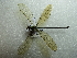  ( - NIBGE ODO-00397)  @12 [ ] CreativeCommons - Attribution Non-Commercial Share-Alike (2012) M. Sajjad Mirza National Institute for Biotechnology and Genetic Engineering Faisalabad Pakistan
