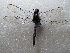  ( - NIBGE ODO-00416)  @12 [ ] CreativeCommons - Attribution Non-Commercial Share-Alike (2012) M. Sajjad Mirza National Institute for Biotechnology and Genetic Engineering Faisalabad Pakistan
