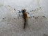  ( - NIBGE ODO-00428)  @12 [ ] CreativeCommons - Attribution Non-Commercial Share-Alike (2012) M. Sajjad Mirza National Institute for Biotechnology and Genetic Engineering Faisalabad Pakistan