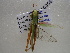  ( - NIBGE ORT-00354)  @13 [ ] CreativeCommons - Attribution Non-Commercial Share-Alike (2011) Muhammad Ashfaq National Institute for Biotechnology and Genetic Engineering Faisalabad Pakistan